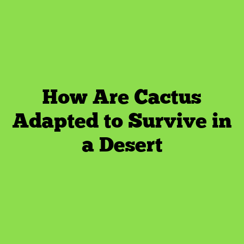 How Are Cactus Adapted to Survive in a Desert