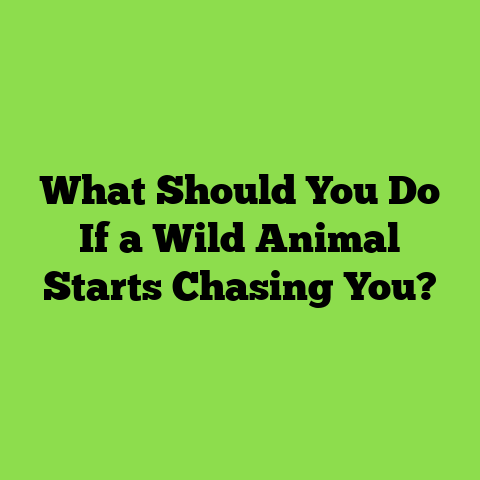 What Should You Do If a Wild Animal Starts Chasing You?