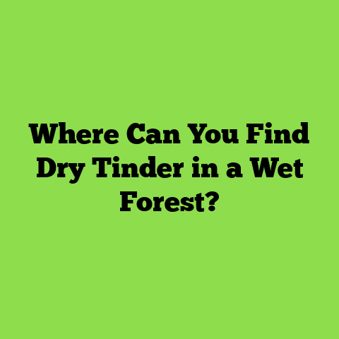 Where Can You Find Dry Tinder in a Wet Forest?