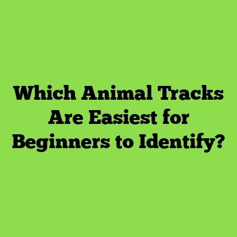 Which Animal Tracks Are Easiest for Beginners to Identify?